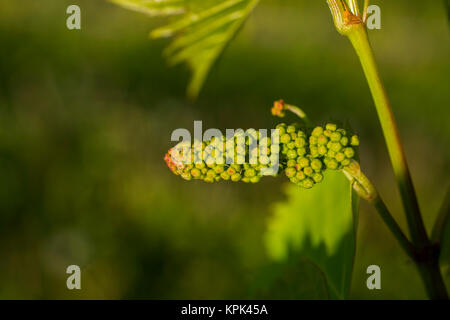 Frontenac Gris uva che cresce su una vigna; Shefford, Quebec, Canada Foto Stock