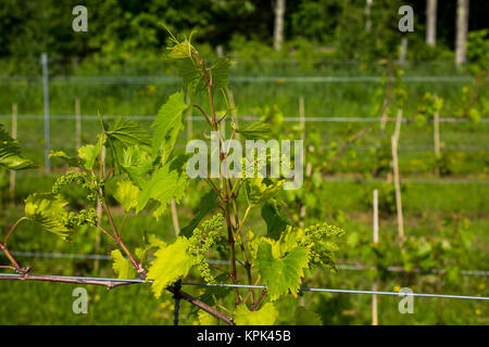 Frontenac Gris uva che cresce su una vigna; Shefford, Quebec, Canada Foto Stock