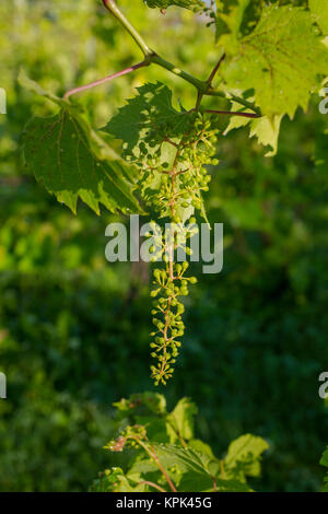 Frontenac Gris uva che cresce su una vigna; Shefford, Quebec, Canada Foto Stock