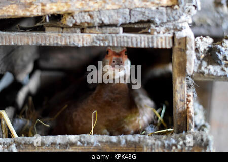 Muschiato duck sul nido. Riproduzione di muschio anatre. Foto Stock