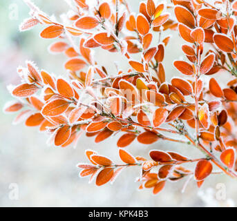 Trasformata per forte gradiente gelo su un arbusto di fogliame nella nebbia; Surrey, British Columbia, Canada Foto Stock