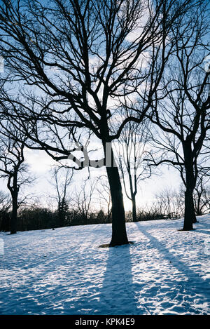 Silhouette di alberi sfrondato in una coperta di neve in campo Phalen park; Minnesota, Stati Uniti d'America Foto Stock