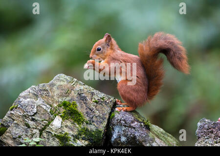 Red scoiattolo (Sciurus vulgaris) mangiare da esso con le mani in mano mentre in piedi su un muschio coperto rock; Dumfries and Galloway, Scozia Foto Stock