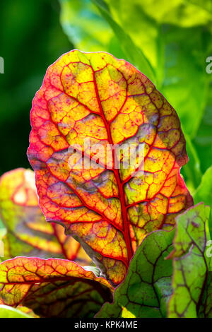 Close-up di una retroilluminazione colorata bietola foglia in un giardino; Calgary, Alberta, Canada Foto Stock