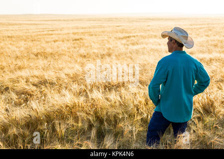 L'uomo con il cappello da cowboy standing e guardare fuori per un maturo golden orzo campo di sunrise, a est di Calgary, Alberta, Canada Foto Stock