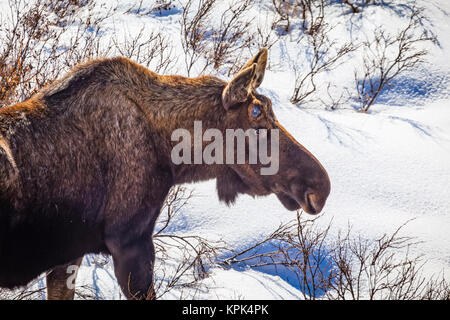 Close-up di bull Moose (Alces alces) senza palchi nella neve, Chugach State Park, il centro-sud della Alaska; Eagle River, Alaska, Stati Uniti d'America Foto Stock