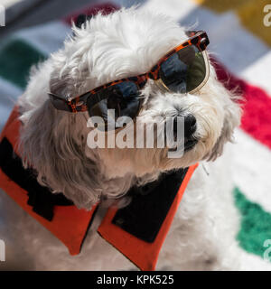 Ritratto di un cane che indossa gli occhiali da sole e un giubbotto di salvataggio e guardando verso l'alto la fotocamera; Lago di boschi, Ontario, Canada Foto Stock