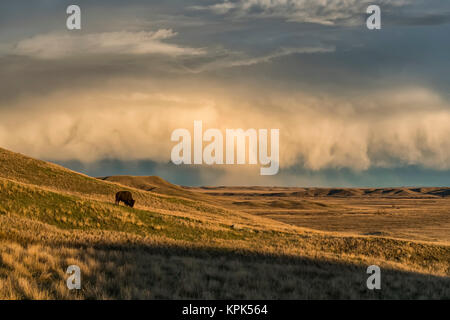 (Bison bison bison) il pascolo al tramonto, praterie Parco Nazionale; Saskatchewan, Canada Foto Stock