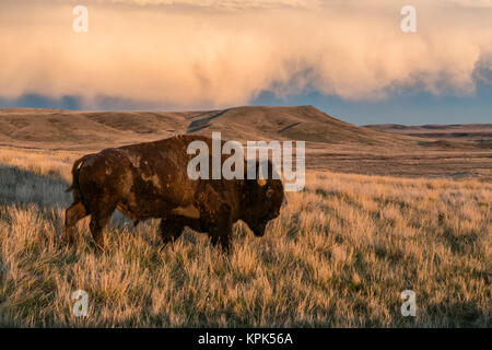 (Bison bison bison) il pascolo al tramonto, praterie Parco Nazionale; Saskatchewan, Canada Foto Stock