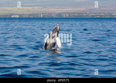 Un neonato Humpback Whale (Megaptera novaeangliae) infrazioni; Maui, Hawaii, Stati Uniti d'America Foto Stock