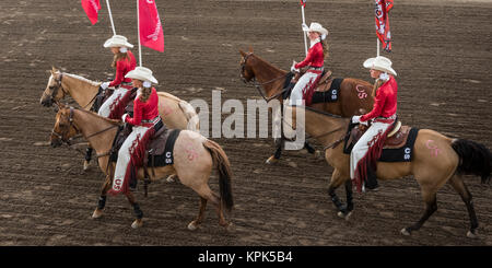 Cowgirls in bianco e rosso a cavallo e portando bandiere a Calgary Stampede; Calgary, Alberta, Canada Foto Stock