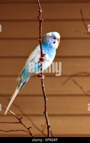 Budgerigar pappagallo addomesticato che si siede su un piccolo pesce persico nel diffondere la luce solare naturale Foto Stock