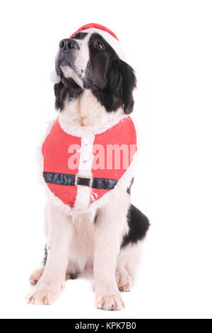 Landseer cane christmas santa cucciolo bianco xmas Foto Stock