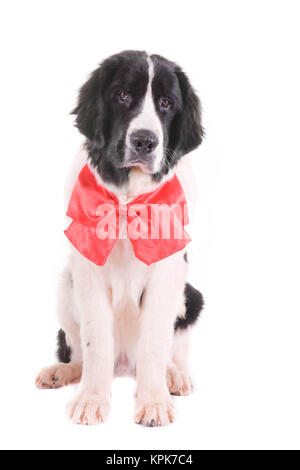 Landseer cane christmas santa cucciolo bianco xmas Foto Stock