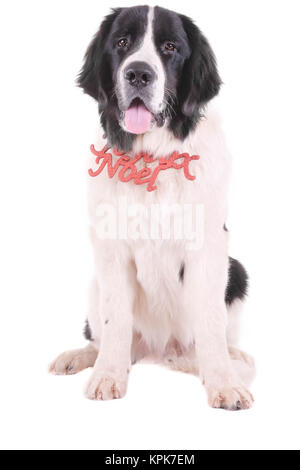 Landseer cane christmas santa cucciolo bianco xmas Foto Stock