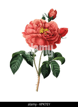 Xix secolo illustrazione di una duchessa di Orleans Rose. Incisione di Pierre-Joseph Redoute. Pubblicato in Choix Des plus belles Fleurs, Parigi (1827). Foto Stock