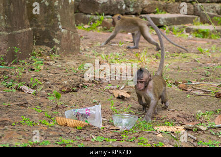 Un bambino curioso scimmia macaco passeggiate a piedi e in cerca di cibo, studiando una tazza in plastica vuota a sinistra come cestino da turisti. Cambogia, sud-est asiatico. Foto Stock