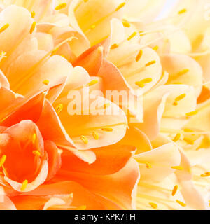 Bellissimi fiori di Clivia miniata, close up Foto Stock