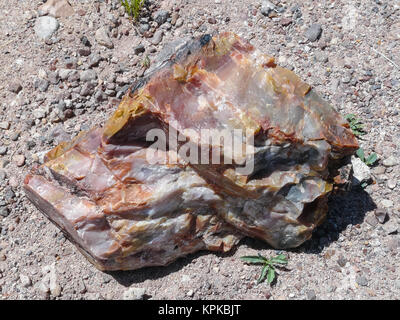 Pezzo di legno pietrificato nel Parco Nazionale della Foresta Pietrificata Foto Stock