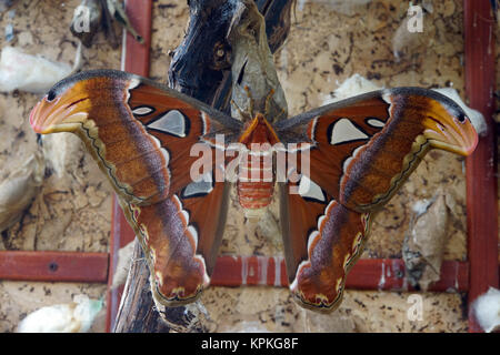 Femmina falena Atlas (attacus atlas) Foto Stock