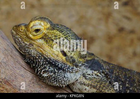 Centrale di drago barbuto o colore drago barbuto (pogona vitticeps) Foto Stock