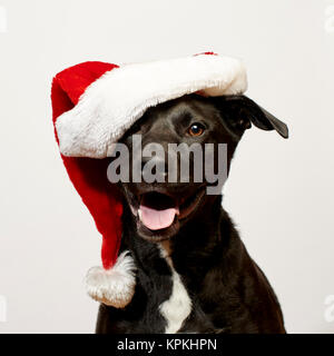 Cane vicino indossando Santa Hat Foto Stock