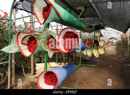 Le rose raccolto, piantagione in Tumbaco, Cayambe, Ecuador, Sud America Foto Stock