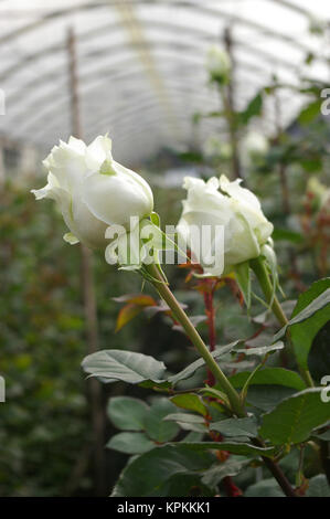 Le rose raccolto, piantagione in Tumbaco, Cayambe, Ecuador, Sud America Foto Stock