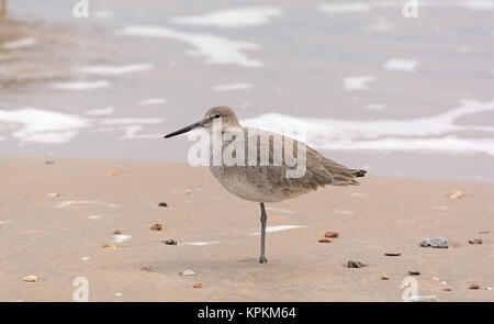 Willet poggiante sulla riva Foto Stock