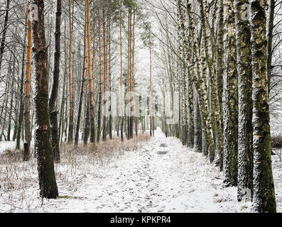 Paesaggio invernale Foto Stock