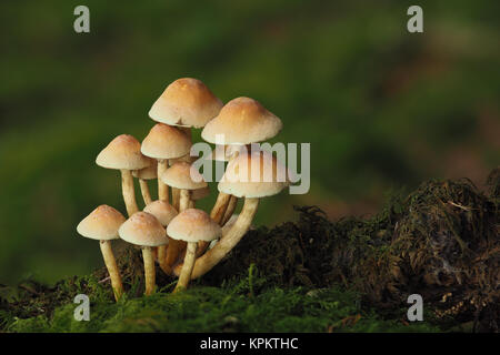 Ciuffo di zolfo funghi Hypholoma fasciculare) che cresce su un muschio ramo coperto di boschi. Galtee boschi, Limerick, Irlanda. Foto Stock