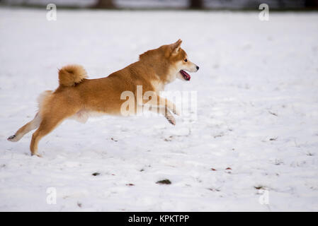 Shiba Inu cane sulla neve Foto Stock