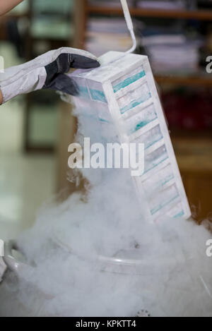 Il tecnico la rimozione di esemplari da freezer Foto Stock