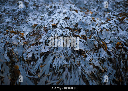 Primo piano di Fucus alga marina sulla spiaggia a foro Boggle, North Yorkshire Foto Stock