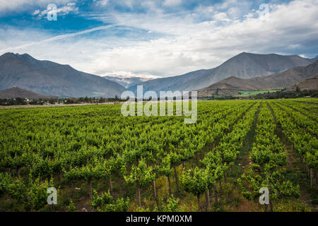 Vigna della molla quando Grapevine fiore stanno trasformando in un acino. Valle Elqui, Ande parte del Deserto di Atacama nella regione di Coquimbo, in Cile Foto Stock