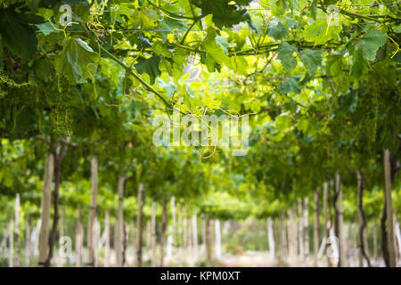 Vigna della molla quando Grapevine fiore stanno trasformando in un acino. Valle Elqui, Ande parte del Deserto di Atacama nella regione di Coquimbo, in Cile Foto Stock