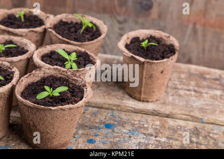 Piccolo verde seedings in pentole rotonde Foto Stock