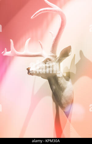 White Deer testa come una decorazione per interni. No alla violenza contro gli animali. Foto Stock