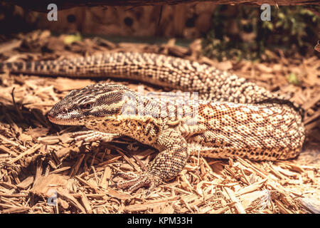 Lizard nel terrarium - leopard gecko Foto Stock