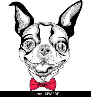 Funny cartoon hipster Boston Terrier razza sorridente Foto Stock