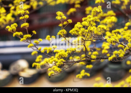 Cornus officinalis fiore primavera sbocciano i fiori Foto Stock