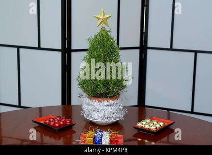 Mini Rosmarino albero di Natale pronto per decorazioni colorate in studio con una stella d'oro e tende a scacchi Foto Stock