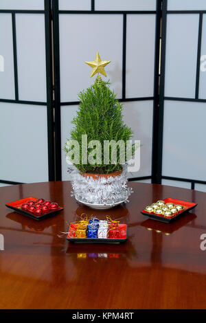 Mini Rosmarino albero di Natale pronto per decorazioni colorate in studio con una stella d'oro e tende a scacchi Foto Stock