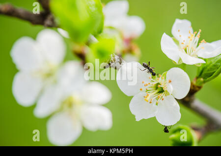 La formica viene eseguito su un ramo di fioritura di prugna, una chiusura Foto Stock