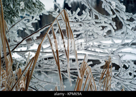 Coperto di brina steli di inverno secco sedge contro lo sfondo di icy rami di arbusti costiere sulla riva del fiume Foto Stock