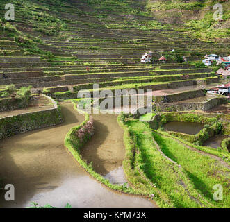 La sfocatura nelle Filippine terrazza campo per coultivation di riso di Banaue sito UNESCO Foto Stock