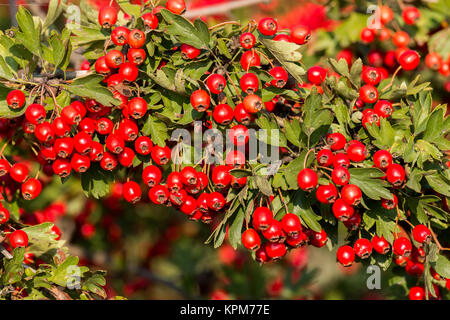 Coppia bel rosso biancospino bacche Foto Stock