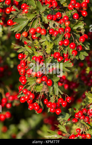 Coppia bel rosso biancospino bacche Foto Stock