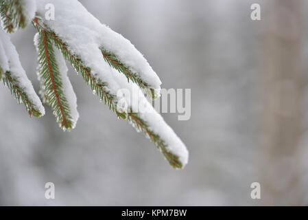 Bella struttura d'inverno. Close up dettagli su aghi di pino brunch ricoperta di neve a fredda stagione invernale. Foto Stock