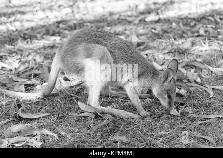 In Australia natuarl park close up kangaroo vicino a boccola Foto Stock